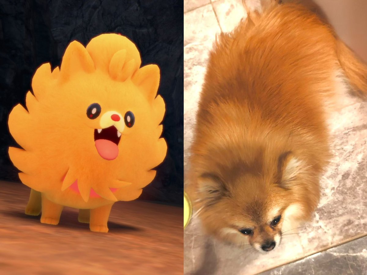 ポムケン うちのポメラニアンに超似てるワ🫨🫨🙉❤️‍🔥❤️‍🔥❤️‍🔥