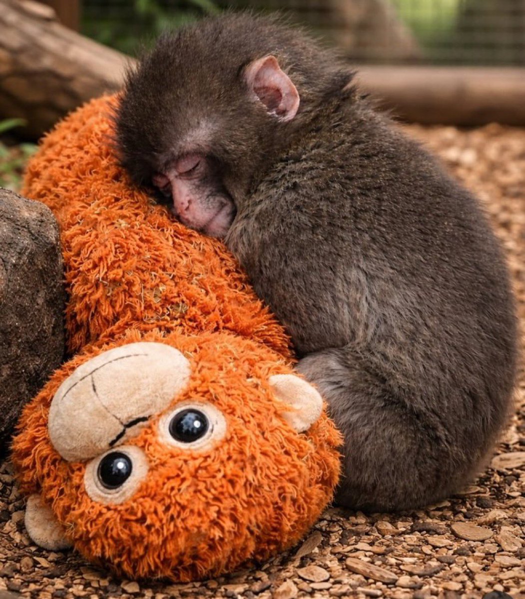 Richa🌸 tweet media