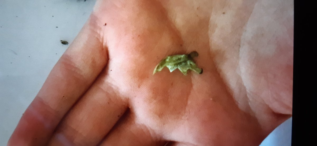 Rothiemay Primary School tweet media