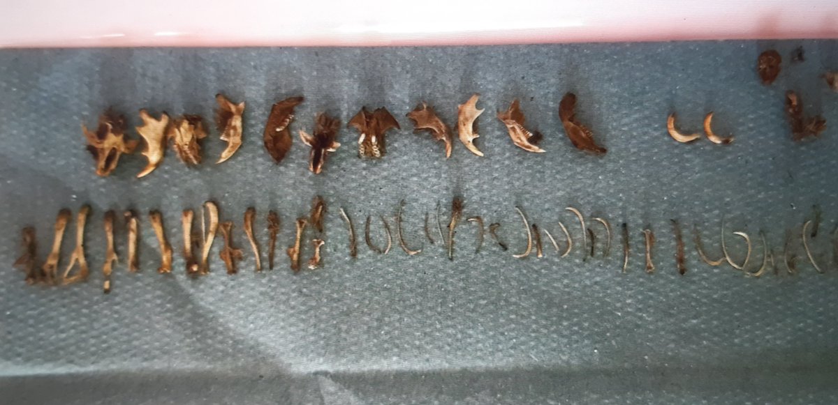 Rothiemay Primary School tweet media