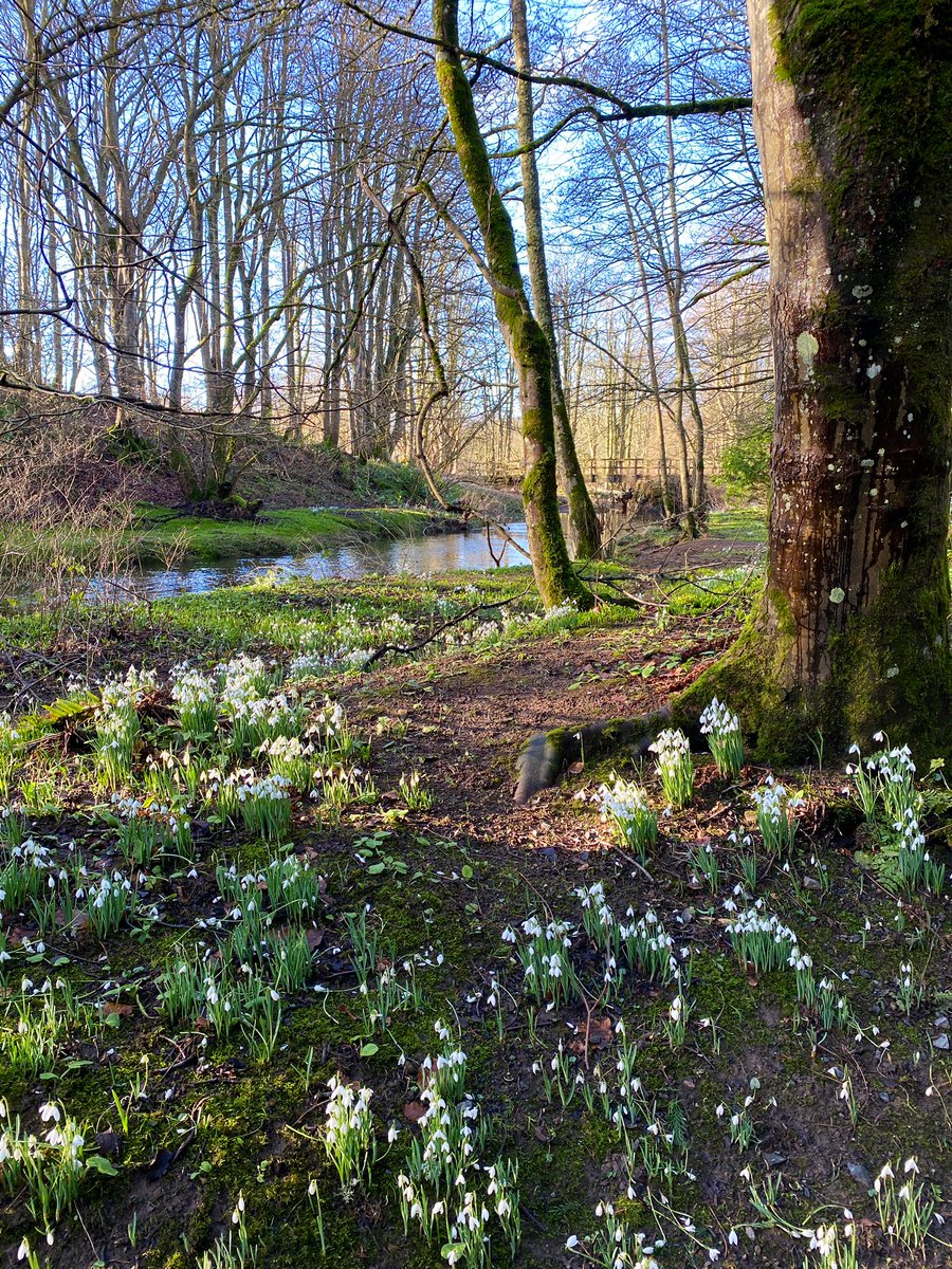 AilishSinclair's tweet photo. Down by the river for the daily snowdrop! Aden Park, Aberdeenshire. #FlowersOnX https://t.co/FtNbmXsI3Z