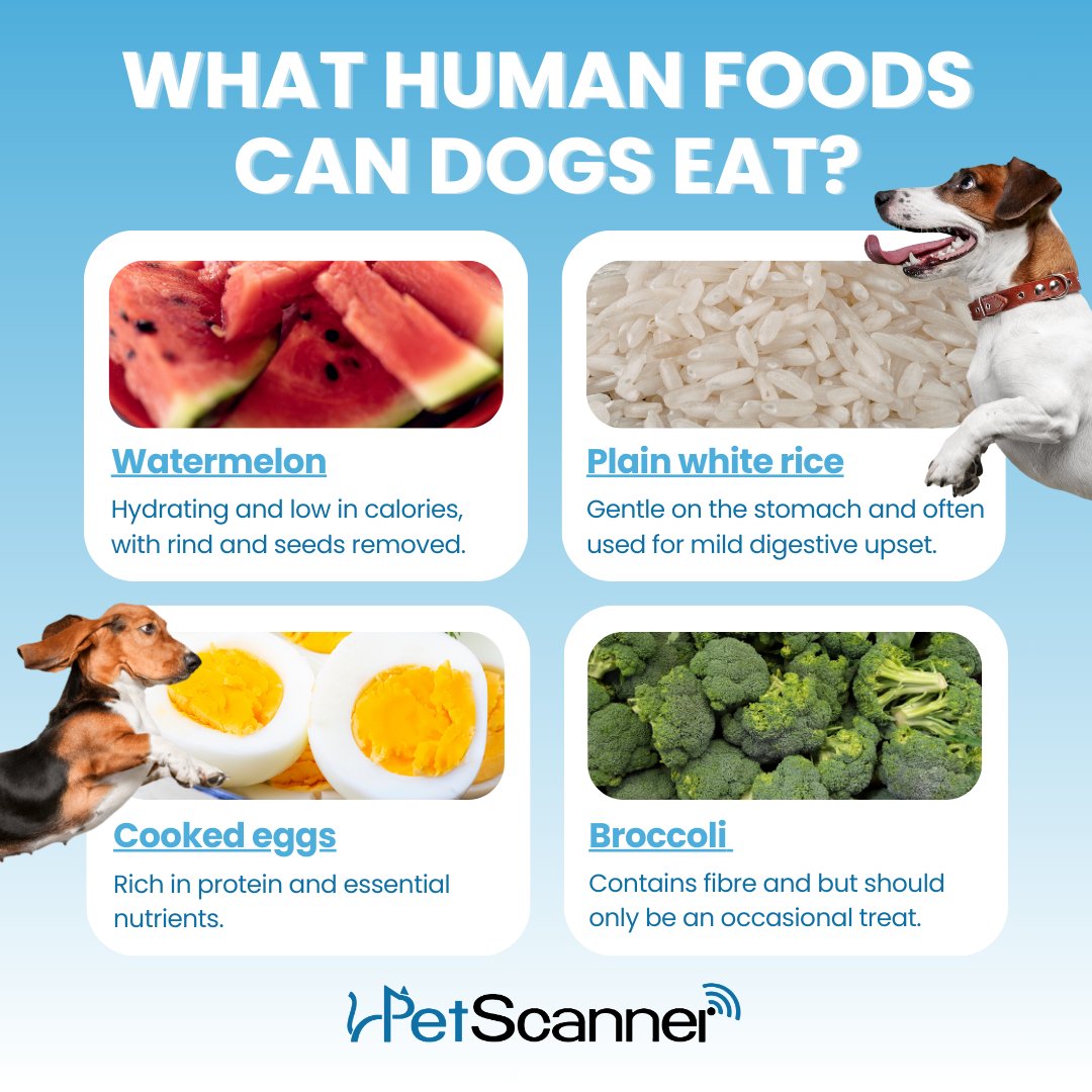 petscanner's tweet photo. What Human Foods Can Dogs Eat? Part 2

Always consult with your vet first before introducing new foods.

#PetScanner #WhatCanDogsEat #DogNutritionUK #DogSafeFoods #ResponsibleDogOwner #PetSafety #DogHealthTips #UKDogOwners #PetCareAdvice #PetEducation #MicrochippedPets https://t.co/IxaZsULUvb