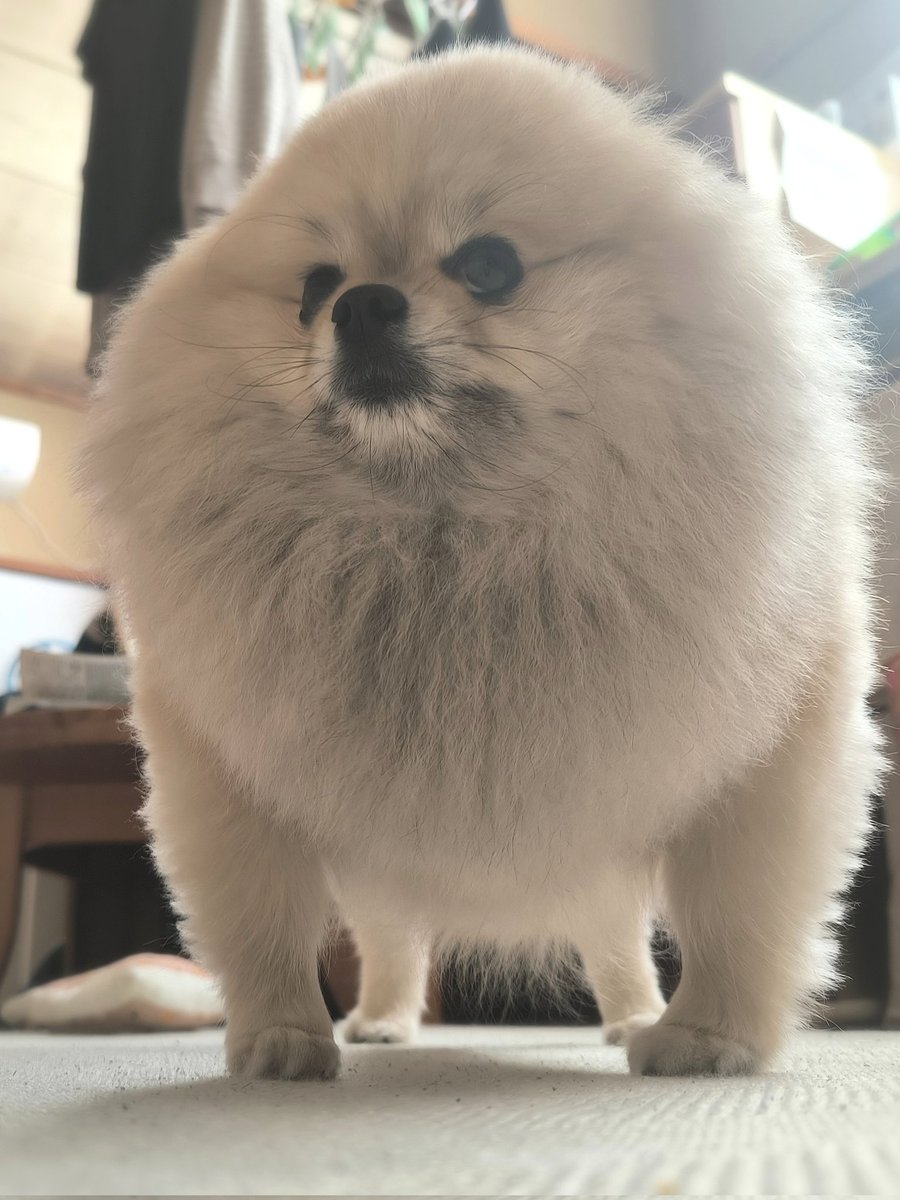 ポメラニアン ボス (@pome_boss0519) / Posts / X
