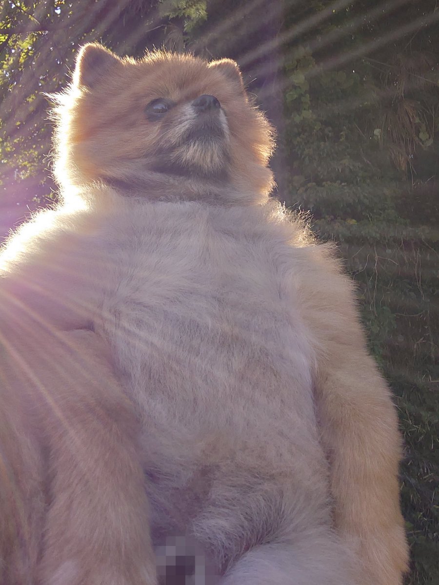 ポムケンて何だろと思ったらポケモンですか〜かわいい😊ポチは首の下は光らないから違いますね…