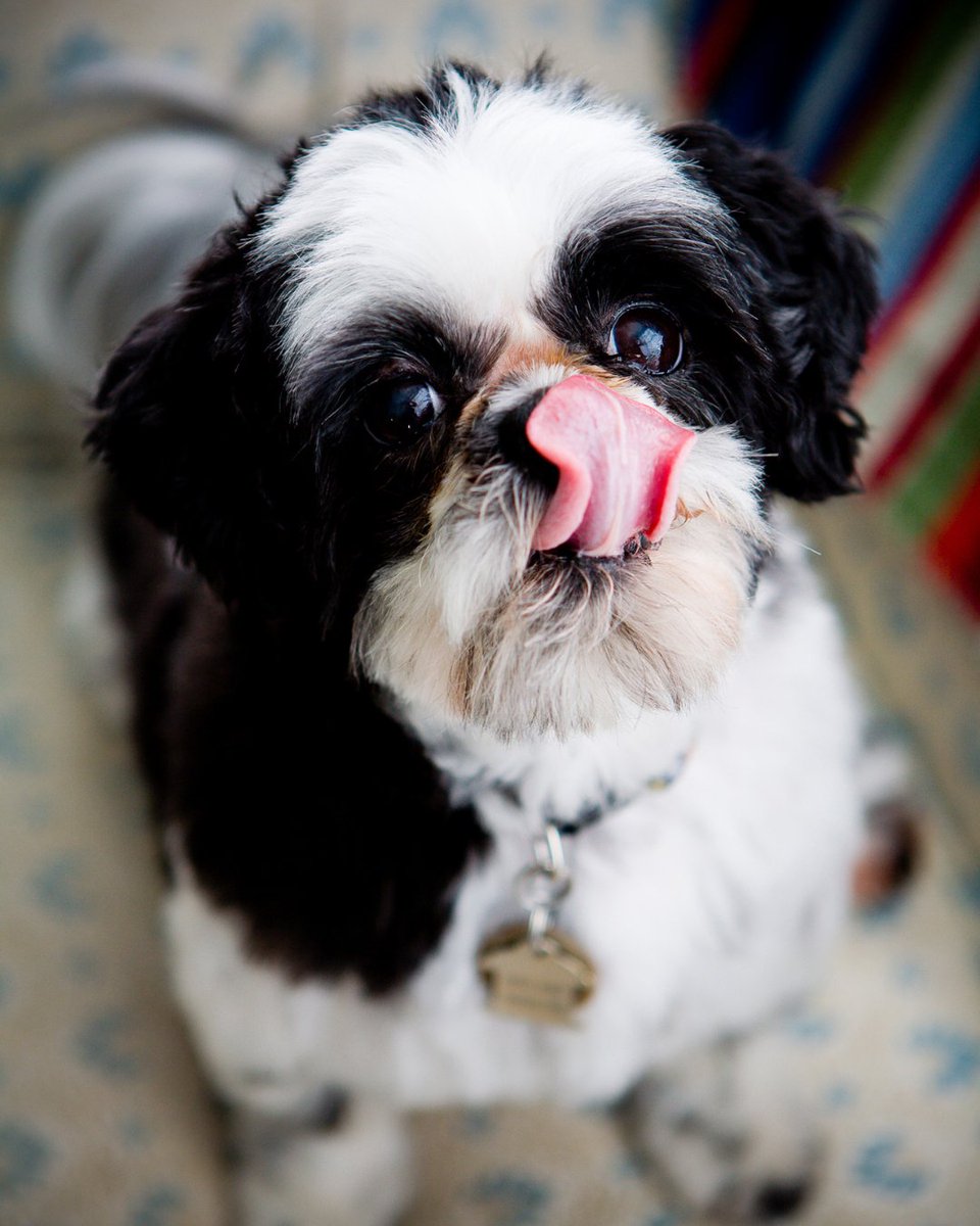 ASPCA Pet Insurance tweet media