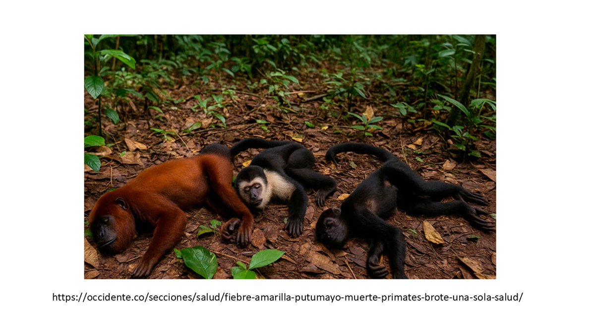 HAY QUE ANTICIPARSE A BROTES. Detectando las epizootias (MONOS MUERTOS), estos son susceptibles al virus y c/cierto tiempo se dan ciclos de casos y muertes entre los monos (Lluvia de Monos)