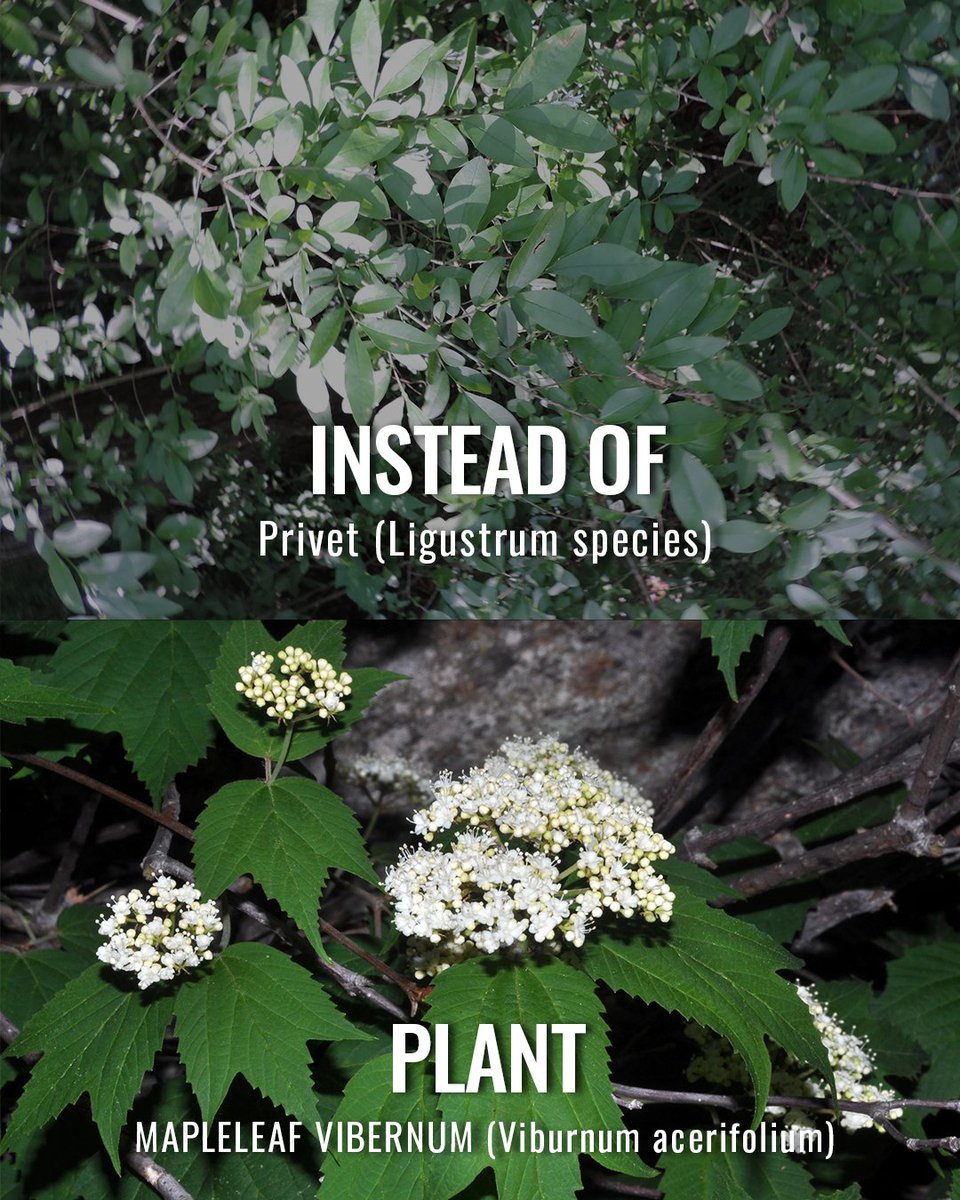 South Carolina Forestry Commission tweet media