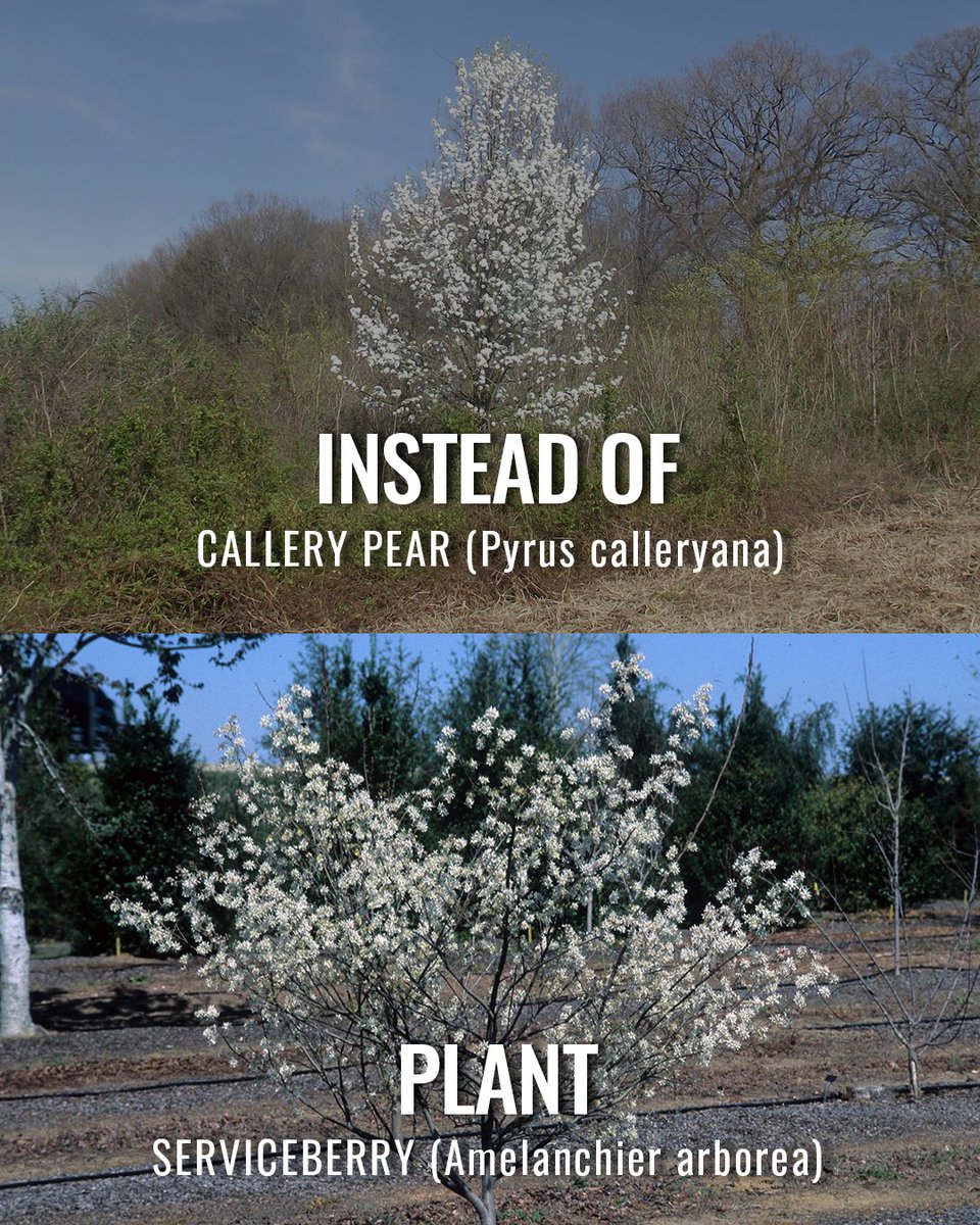 South Carolina Forestry Commission tweet media