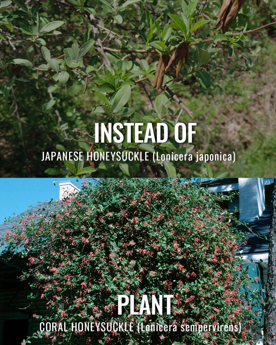 South Carolina Forestry Commission tweet media