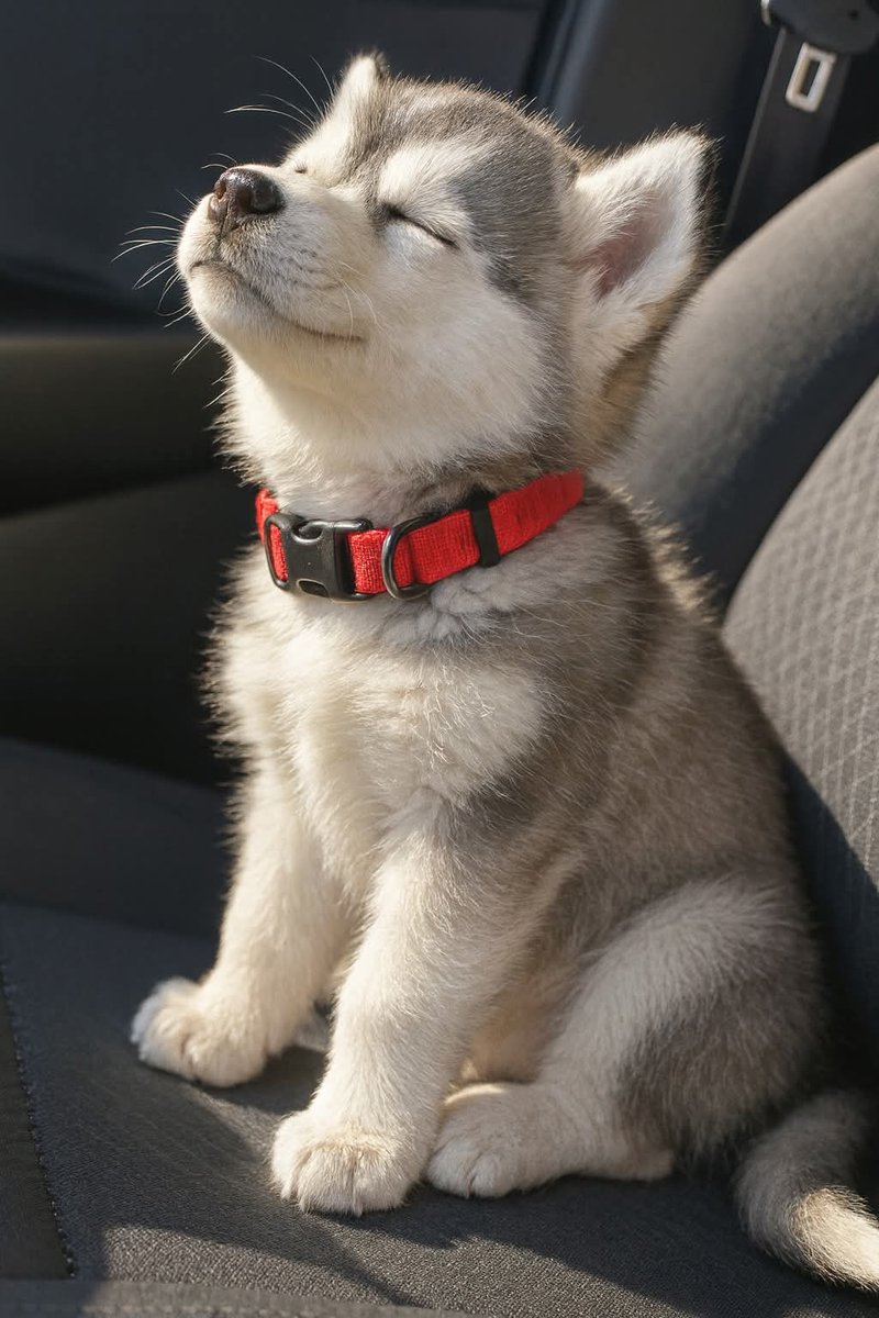 Husky Lovers Group tweet media