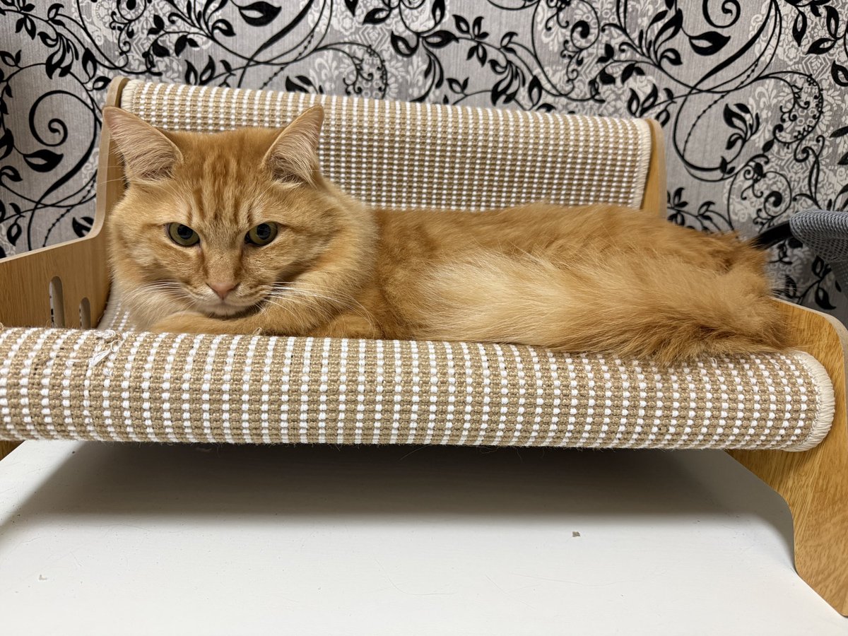 寝るとしようか
おやすみなさい、また明日🐾
 #猫のいる暮らし