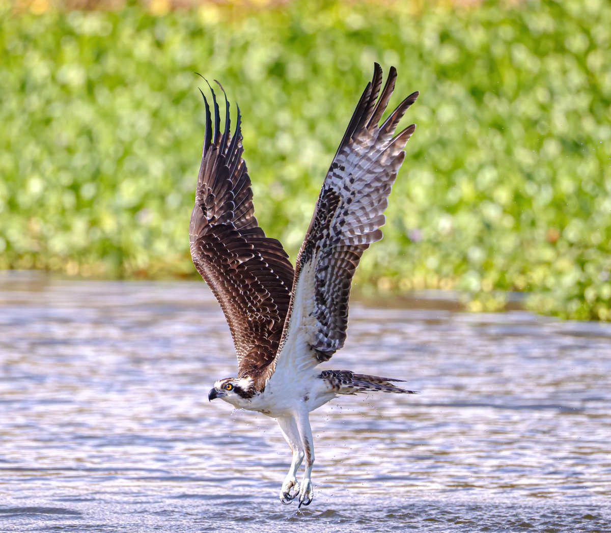 look at the wingspan on this beauty, give this Osprey the retweet it deserves
