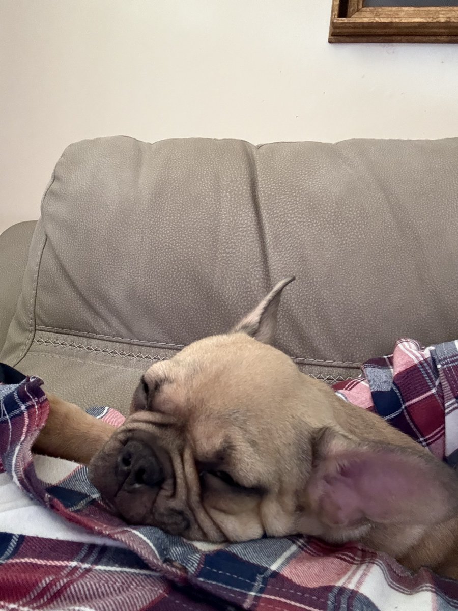 Bulldog 🏈 🇺🇸 tweet media