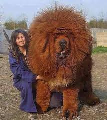 Dexsterpiece's tweet image. Please, #Pokemon, evolve #Pombom into something like a huge Tibetan Mastiff. Do not stand up. Do not become humanoid. Be big dog. 🙏