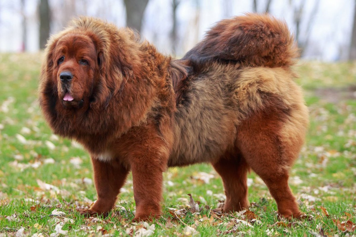 Dexsterpiece's tweet image. Please, #Pokemon, evolve #Pombom into something like a huge Tibetan Mastiff. Do not stand up. Do not become humanoid. Be big dog. 🙏