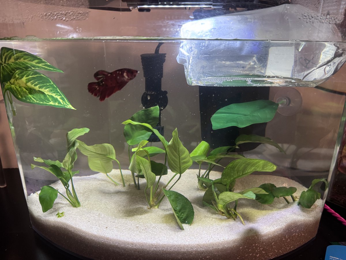 🐦‍🔥Summerheart🐦‍🔥 tweet media