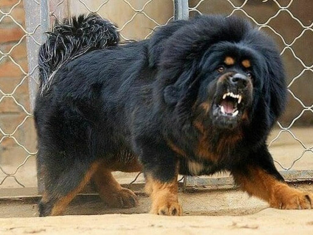 Dexsterpiece's tweet image. Please, #Pokemon, evolve #Pombom into something like a huge Tibetan Mastiff. Do not stand up. Do not become humanoid. Be big dog. 🙏