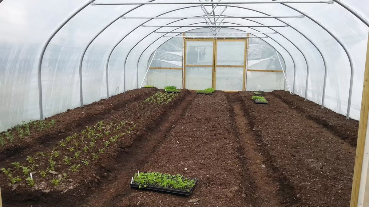 allotmentonline's tweet image. Ferryman Tunnels give you more growing space without gambling on the elements. Made-to-order galvanised steel frames built to suit your plot. 
tinyurl.com/3pb92uw3
#UKGardening #PolytunnelUK #SeasonExtension