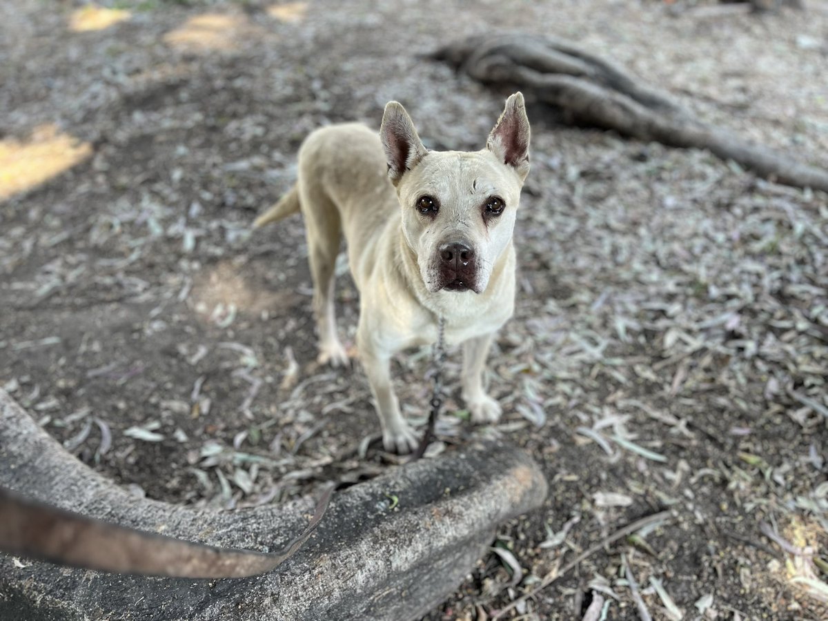 Llevamos meses difundiendo a Eno pero no hemos tenido la suerte de encontrarle un hogar.

Eno tiene 7 años,talla grande,protocolo completo.

Es muy cariñoso y está necesitado de mucho amor y atención.
Estamos en CDMX.
#AdoptaSalvaUnaVida