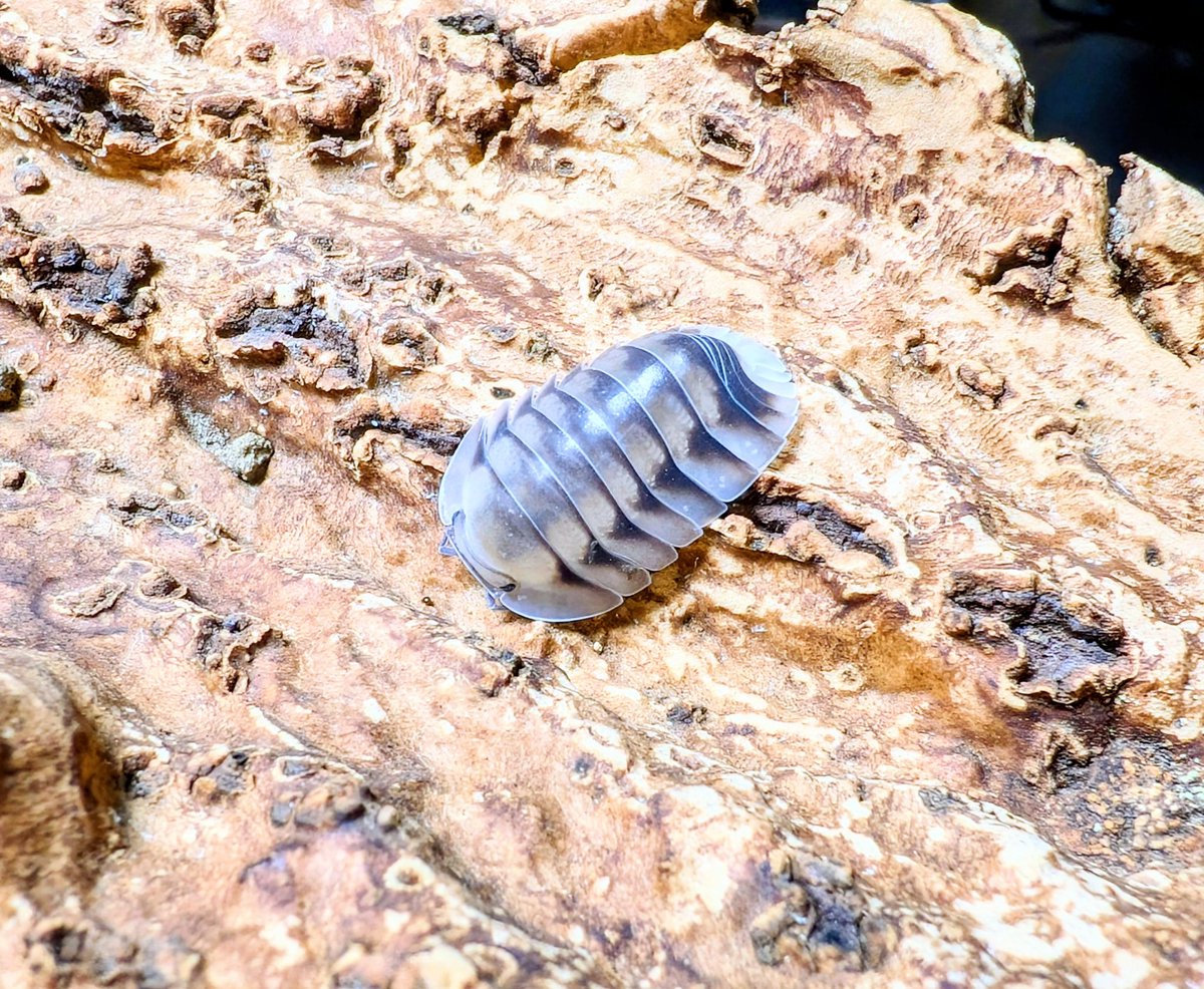 BUG.st(即売会でのリクエスト受付中) tweet media