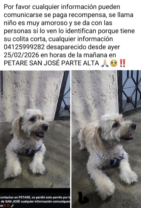 #Caracas
#Petare
🚨🚨🚨SE BUSCA🚨🚨🚨
Favor difundir🐕🤍🤍🤍
Gracias🙏🏻🇻🇪🌞