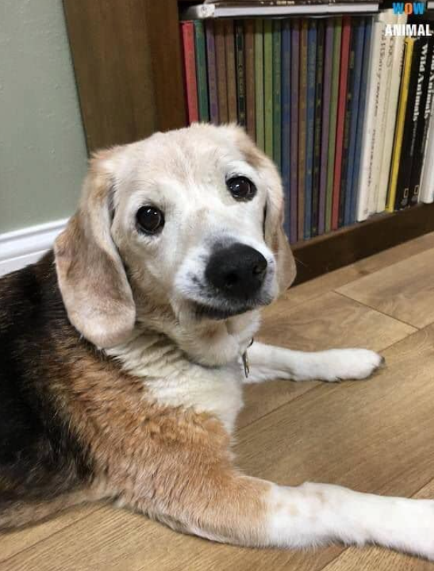 Tweets of Dogs tweet media