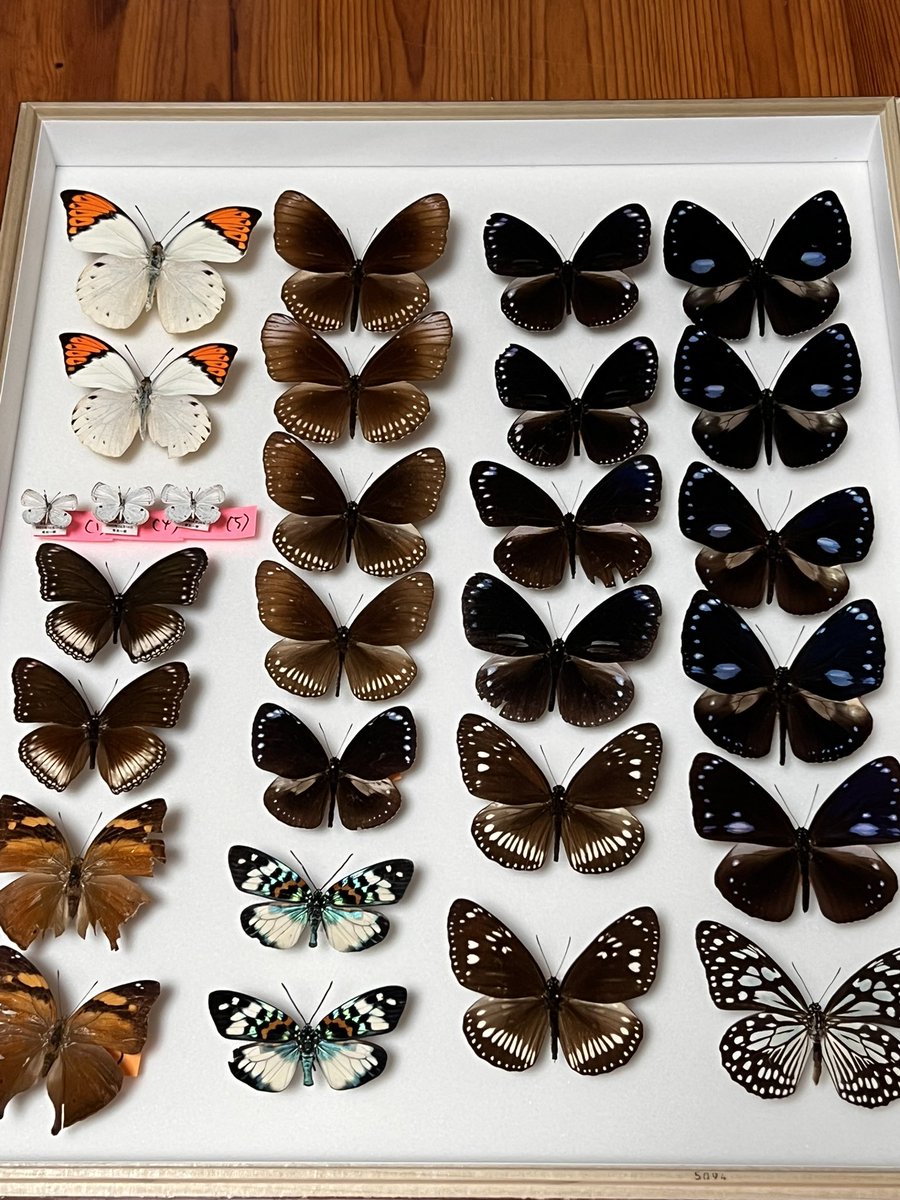 おきしま (@papilio_memnon) / Posts / X