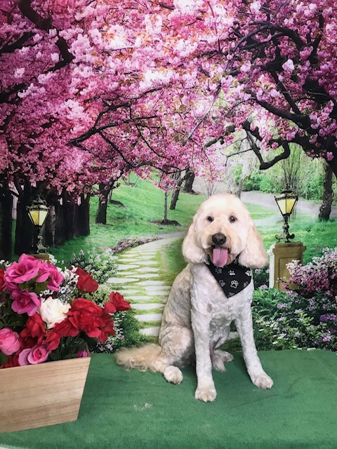 StyleNPups's tweet photo. Style N Pups of Jensen Beach, Your Top choice for Dog Grooming! #stylenpups #veteranownedbusiness #DogsofTwittter #DogsOnTwitter #jensenbeach #treasurecoast #Dog #TREASURECOAST #dogs #jensenbeach #martincounty #dogsarelove #dogsonx #PuppyLove #PuppyLovers https://t.co/NWwcs5W8LI