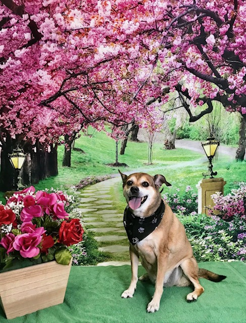 StyleNPups's tweet photo. Style N Pups of Jensen Beach, Your Top choice for Dog Grooming! #stylenpups #veteranownedbusiness #DogsofTwittter #DogsOnTwitter #jensenbeach #treasurecoast #Dog #TREASURECOAST #dogs #jensenbeach #martincounty #dogsarelove #dogsonx #PuppyLove #PuppyLovers https://t.co/NWwcs5W8LI