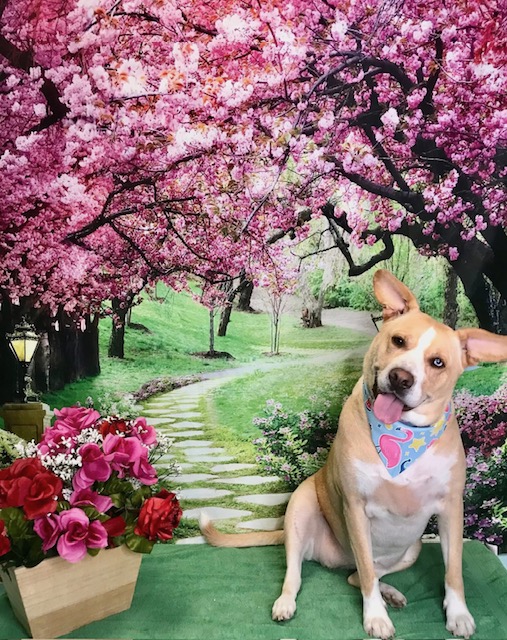 StyleNPups's tweet photo. Style N Pups of Jensen Beach, Your Top choice for Dog Grooming! #stylenpups #veteranownedbusiness #DogsofTwittter #DogsOnTwitter #jensenbeach #treasurecoast #Dog #TREASURECOAST #dogs #jensenbeach #martincounty #dogsarelove #dogsonx #PuppyLove #PuppyLovers https://t.co/NWwcs5W8LI