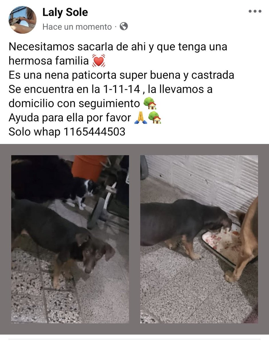 Ayudar a esta perrita a tener un nuevo hogar.