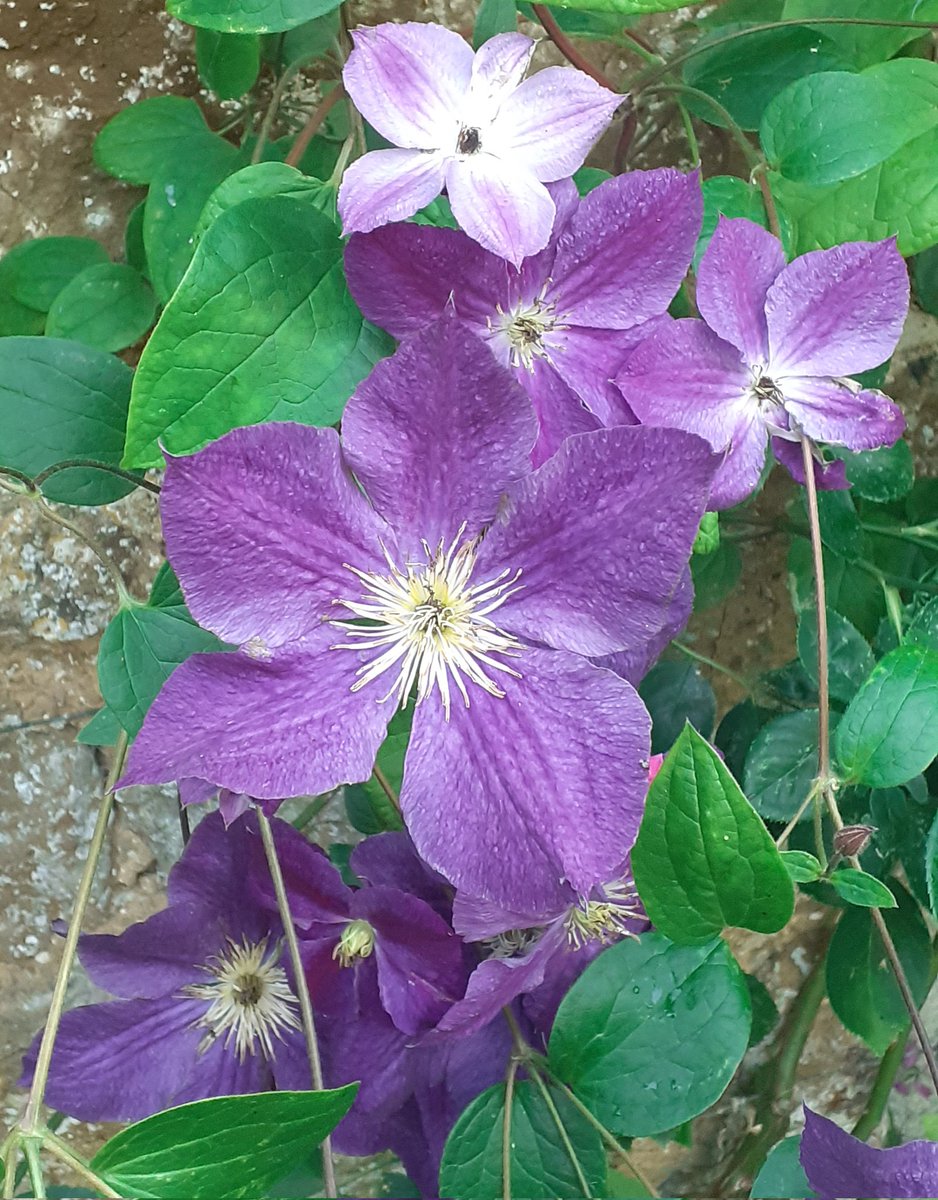 Some Clematis for you this Friday  x # flowersonfriday #gardening