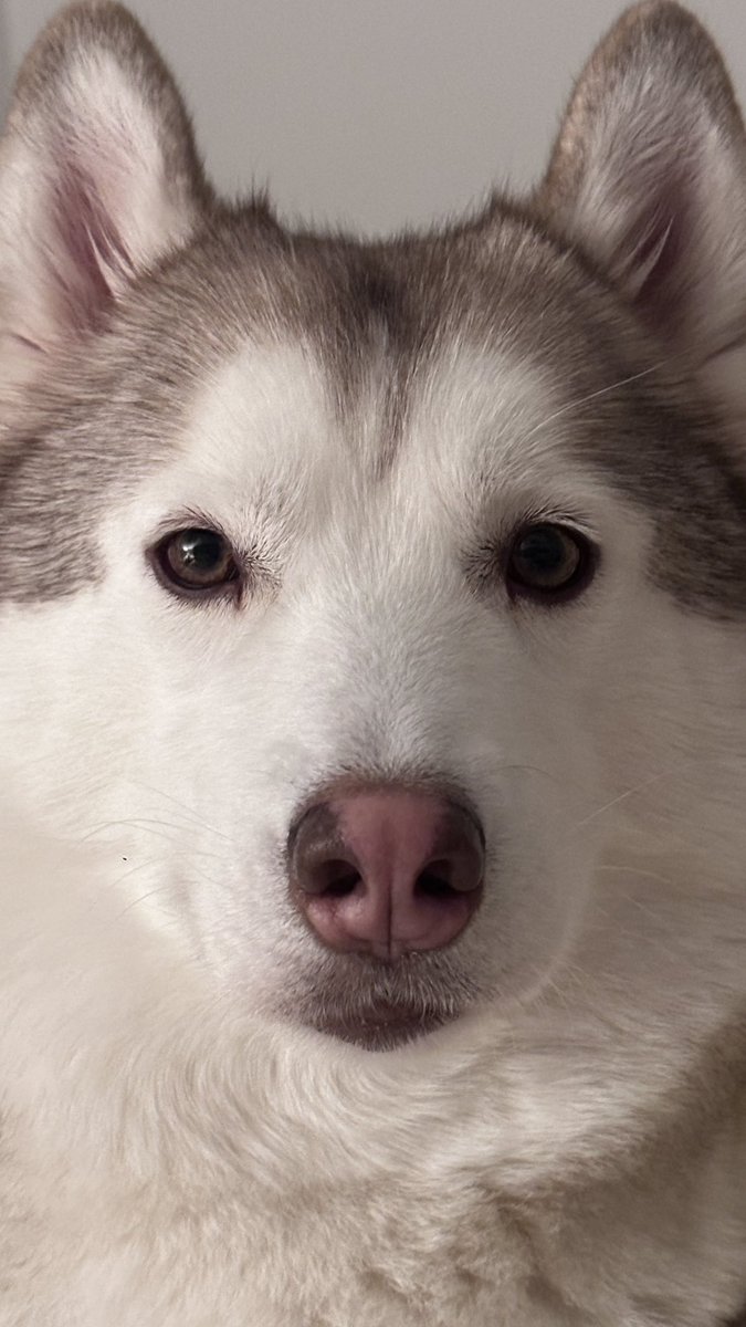 Sisi210805's tweet photo. #dogday https://t.co/5LSbEhvbhD