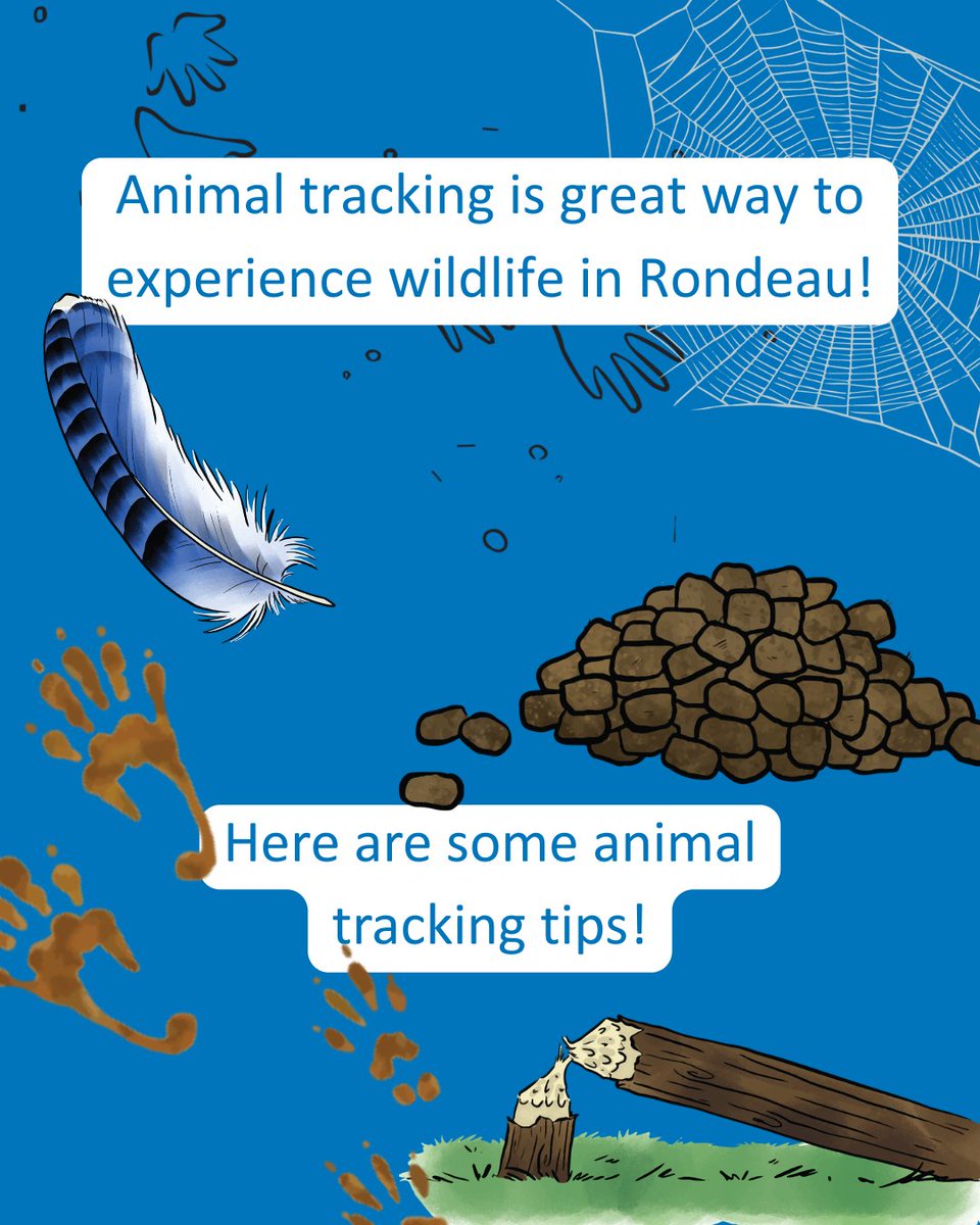 Rondeau_PP's tweet photo. Find some tracks and enjoy the wildlife experience at Rondeau! πΎ
#VisitCK https://t.co/ryc9O83Eee