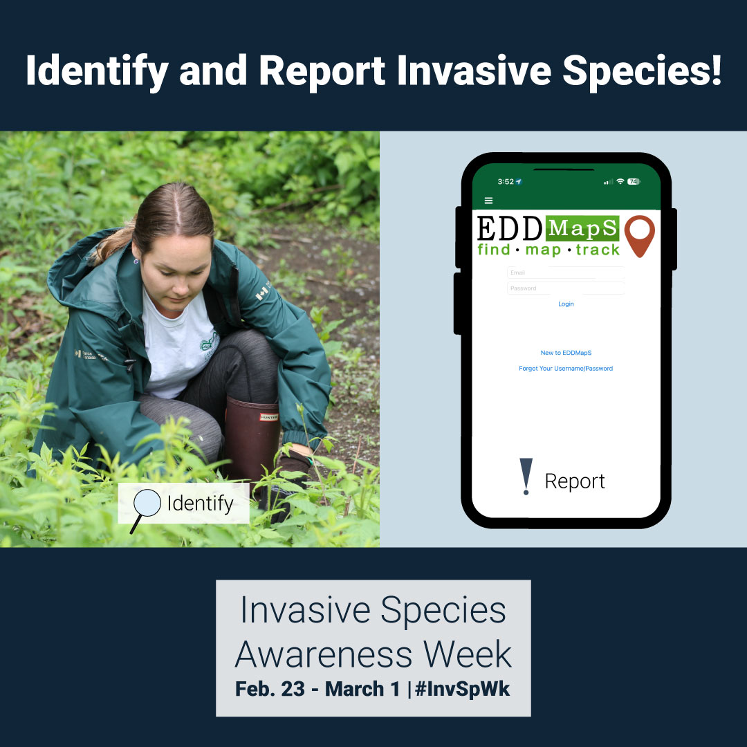 MVCAuthority's tweet photo. 📲 See an invasive species? Report it today! Your efforts make a big difference in preserving natural landscapes, the economy, human health, and more. Together, we can fight back against invasive species! #InvSpWk https://t.co/IsFinznvD1