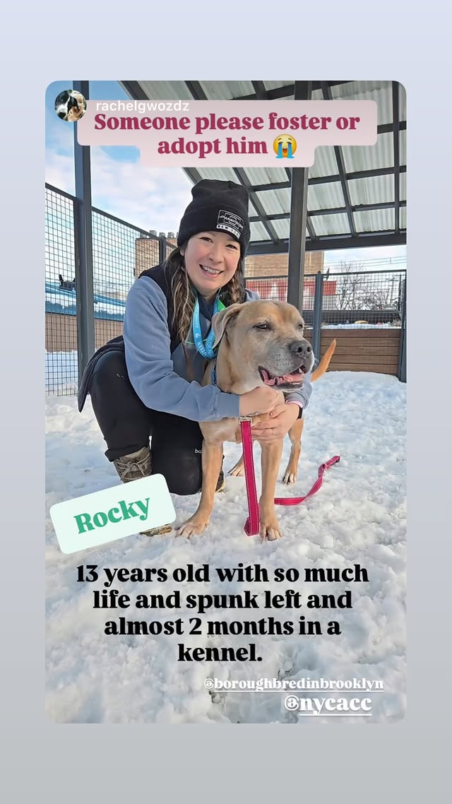 NMBewitched's tweet image. #FridayFirstClass 
#AdoptionisaPassion 

#SeniorGent Rocky 
Today is his 60th day at #NYCACC💔

Rocky loves walks, playing fetch, long naps on any comfy, plush surface. 
*He will be stiff at beginning of walks due to his age.
Arthritis is a Bitch

Uninterested in cats &amp;amp; dogs
He