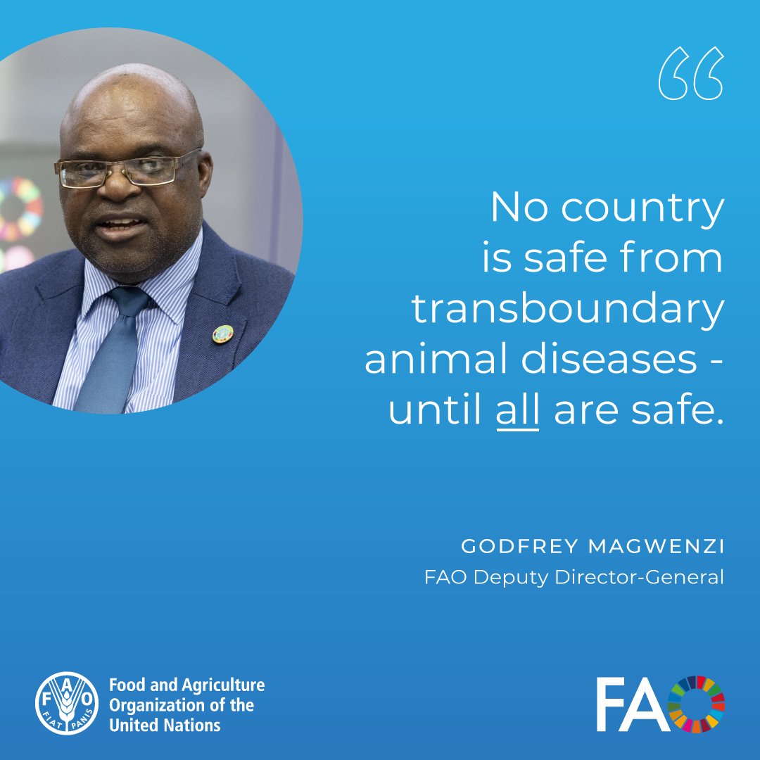 FAOLivestock's tweet photo. At today’s G77 and China briefing, @FAODDGMagwenzi presented the Global Partnership Programme for Transboundary Animal Diseases – strengthening prevention, preparedness and coordinated action to safeguard food security and livelihoods worldwide. 🌍🐄🐏🪿 https://t.co/XQdkIsK9P3