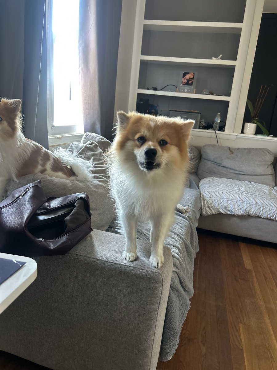 breäd gao tweet media