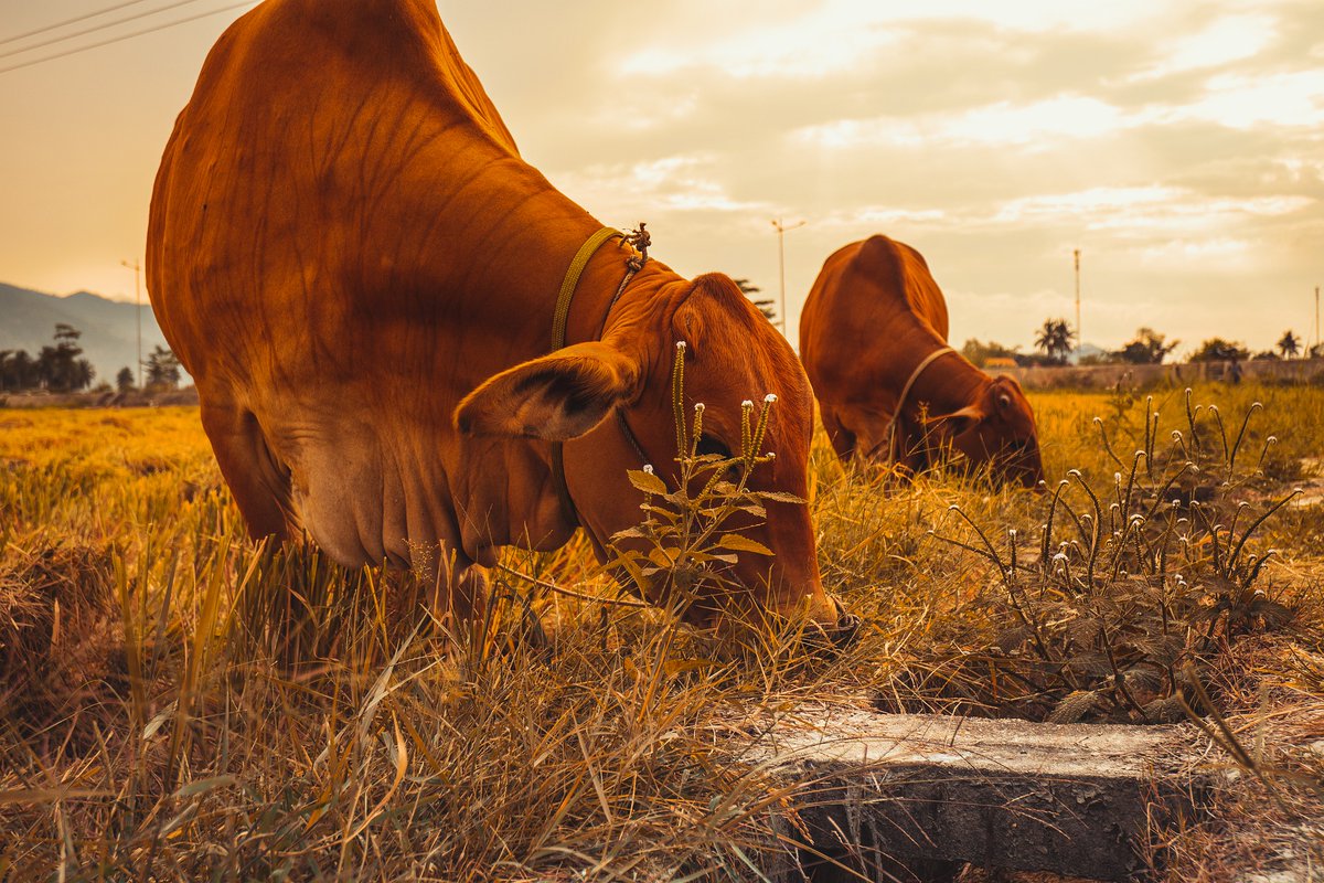 Alberta Seed Guide tweet media