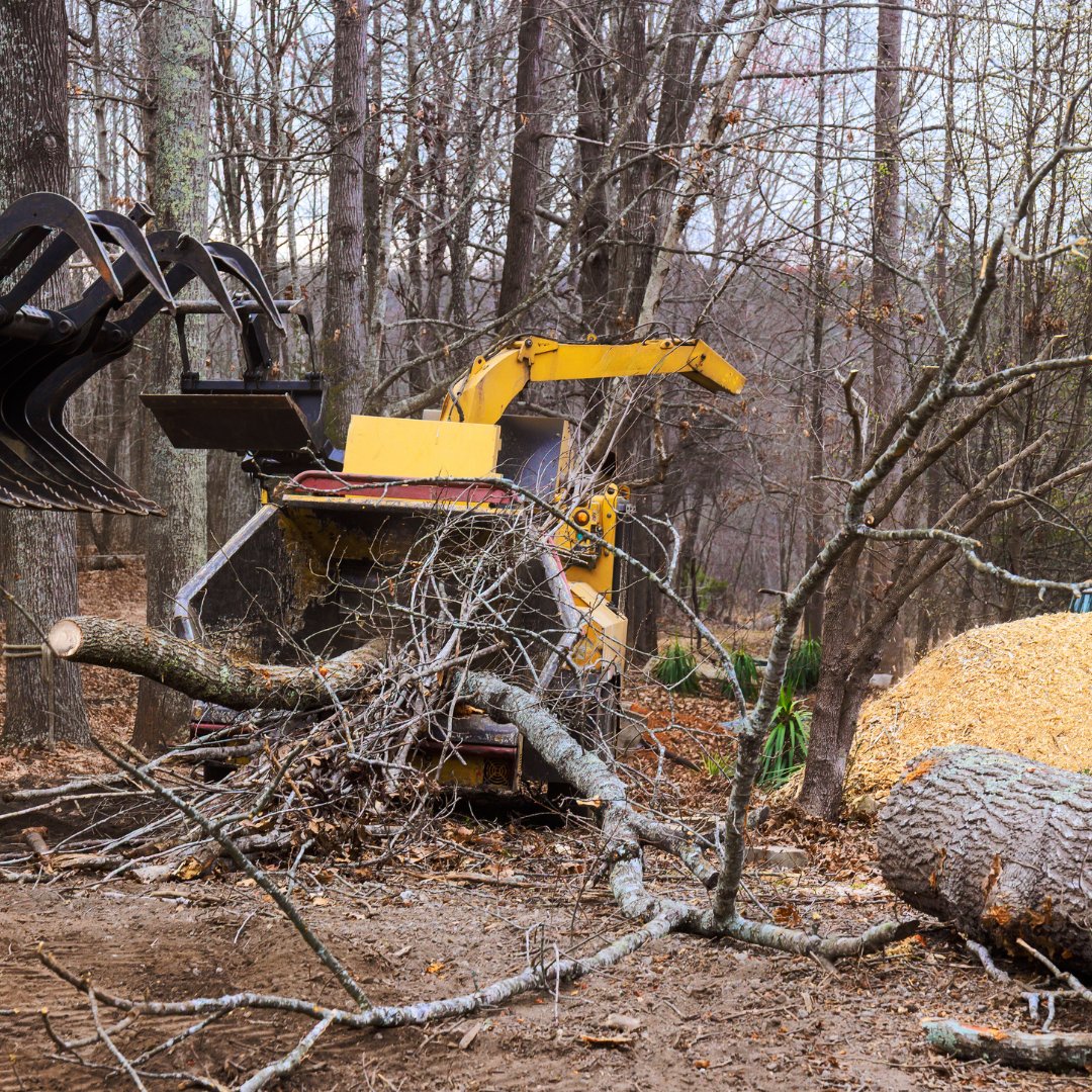 BrothersTree_'s tweet photo. Storm damage or overgrown trees? Our expert team offers safe, fast, and reliable tree removal. Protect your property and boost curb appeal, contact us today for a estimate! 

#BrothersTreeService #TreeTrimming #TreeRemoval #Pruning #Removal #Tree #YardHack #Landscape #Landscaping https://t.co/5CT1fT6nqr