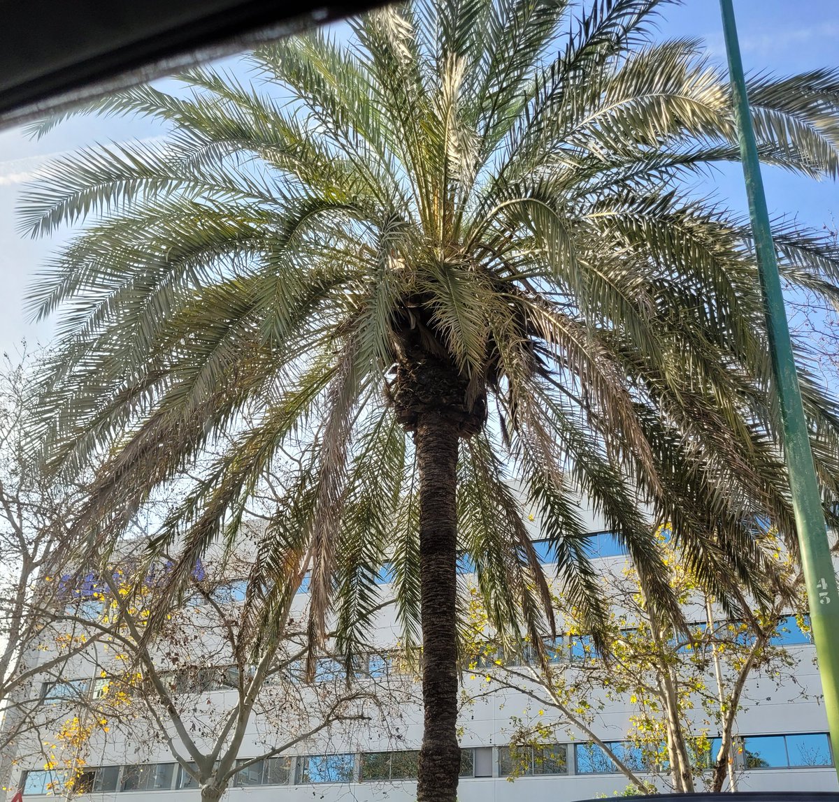BairogHaan's tweet photo. Finally we are here in Seville and  I found the bigger one https://t.co/4quURaKyqm