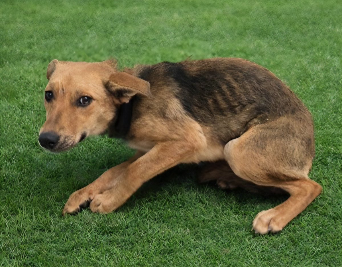 mapleveewesem's tweet image. 💔 🆘️ 💔 These 2 #GermanShepherd puppies (6 months old) came to Lancaster #California ACC together on 2-24 as strays.
#A5757714 (L) is male &amp;amp; already big at 42 lbs
#A5757715 is a girl, just 20.6 lbs on intake.
Both may be available to adopt on 3-2. 🙏
