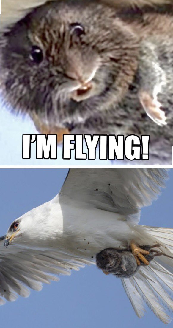 Hydra Bob tweet media