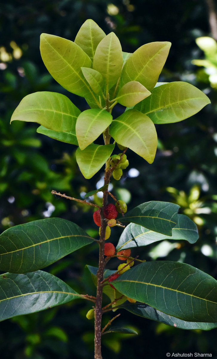 Ashutosh_05sn's tweet image. #Kaphal (Myrica esculenta)  is a wild #Himalayan #fruit. These succulent red #berries  are single-seeded fruits surrounded by sweet tangy pulp. A fleeting summer delicacy that tastes like childhood memories 
#Uttarakhand #Himachal  #food #MyricaEsculenta #MountainLife #BoxMyrtle