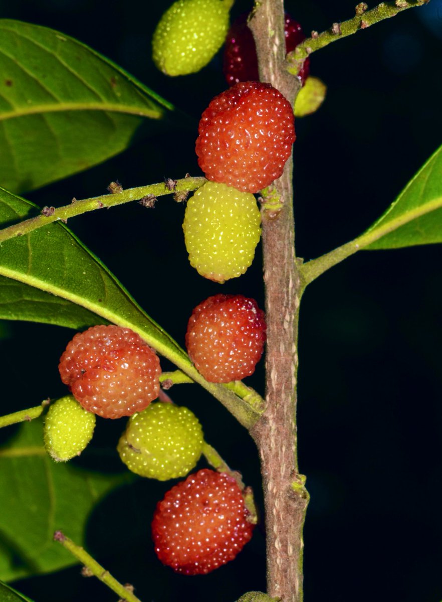 Ashutosh_05sn's tweet image. #Kaphal (Myrica esculenta)  is a wild #Himalayan #fruit. These succulent red #berries  are single-seeded fruits surrounded by sweet tangy pulp. A fleeting summer delicacy that tastes like childhood memories 
#Uttarakhand #Himachal  #food #MyricaEsculenta #MountainLife #BoxMyrtle