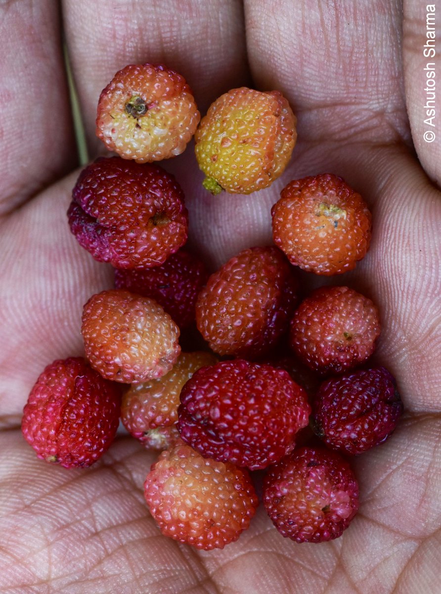 Ashutosh_05sn's tweet image. #Kaphal (Myrica esculenta)  is a wild #Himalayan #fruit. These succulent red #berries  are single-seeded fruits surrounded by sweet tangy pulp. A fleeting summer delicacy that tastes like childhood memories 
#Uttarakhand #Himachal  #food #MyricaEsculenta #MountainLife #BoxMyrtle
