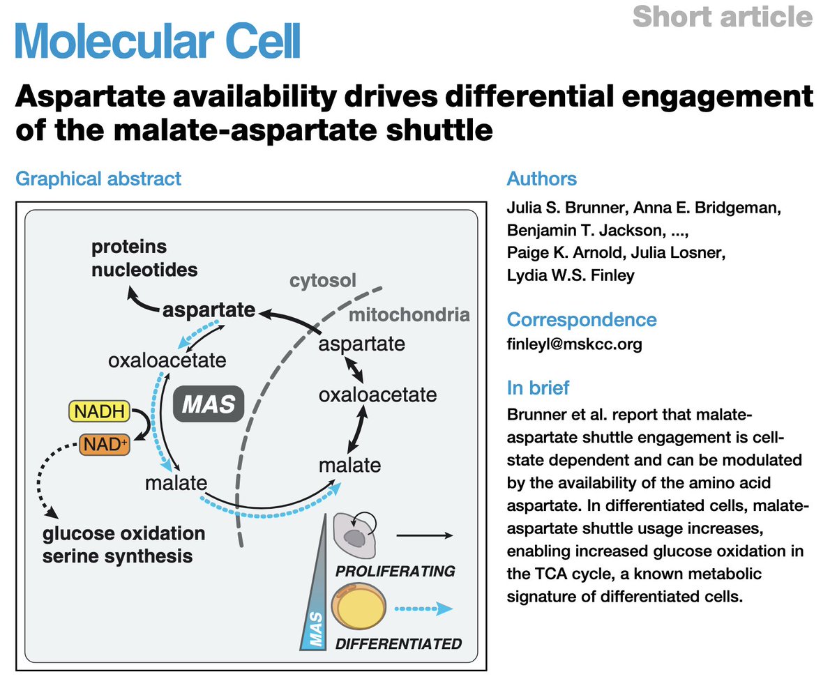 lydfinley's tweet photo. Here, we show that the malate-aspartate shuttle can be viewed as two separate halves that serve different cellular functions: aspartate synthesis and cross-organelle electron transfer https://t.co/3Llz7EN36d