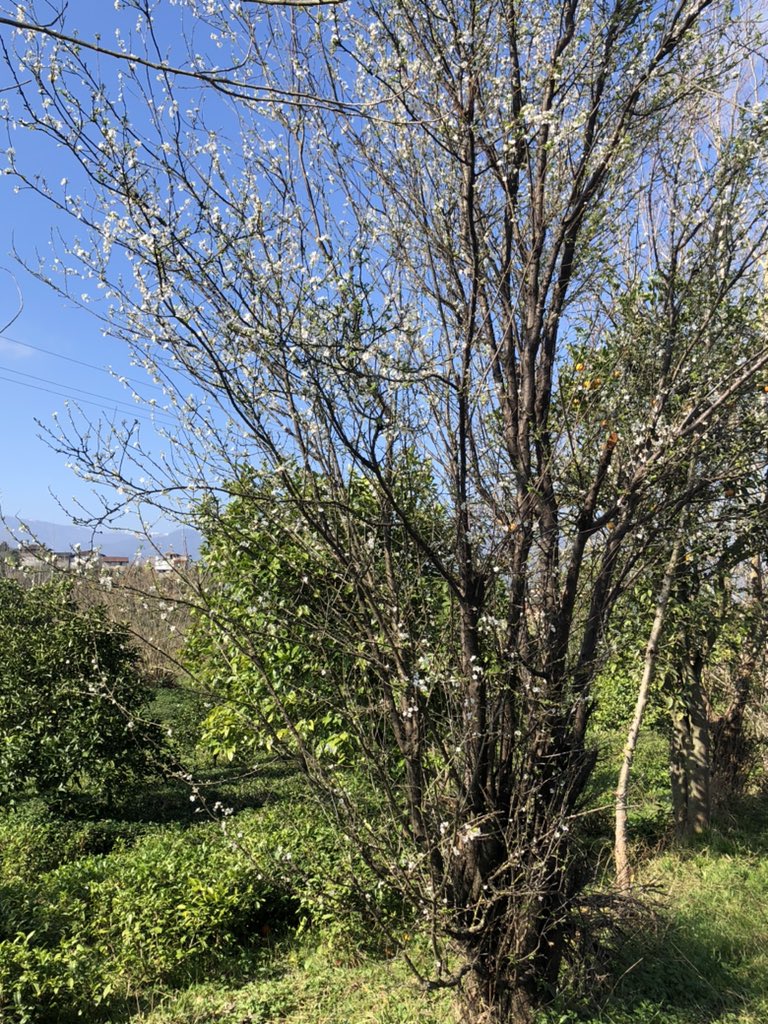 𝗦𝗛𝗔𝗙𝗜 tweet media