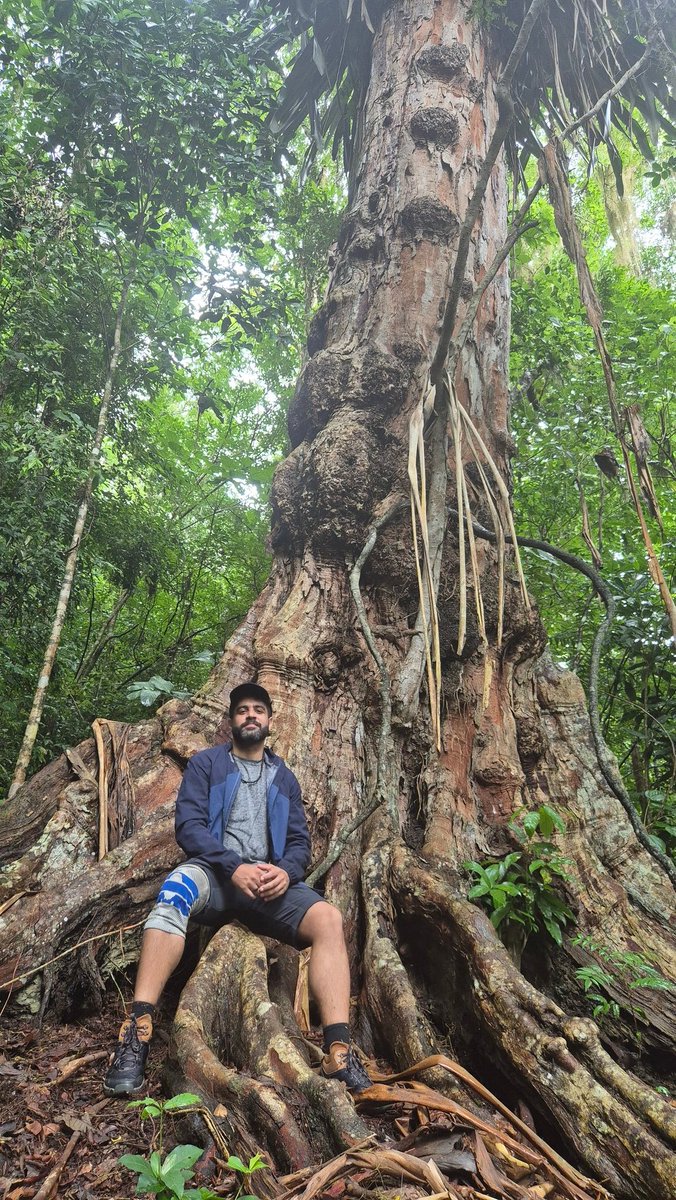 O pau-brasil mais antigo conhecido no Brasil, com aproximadamente 600 anos