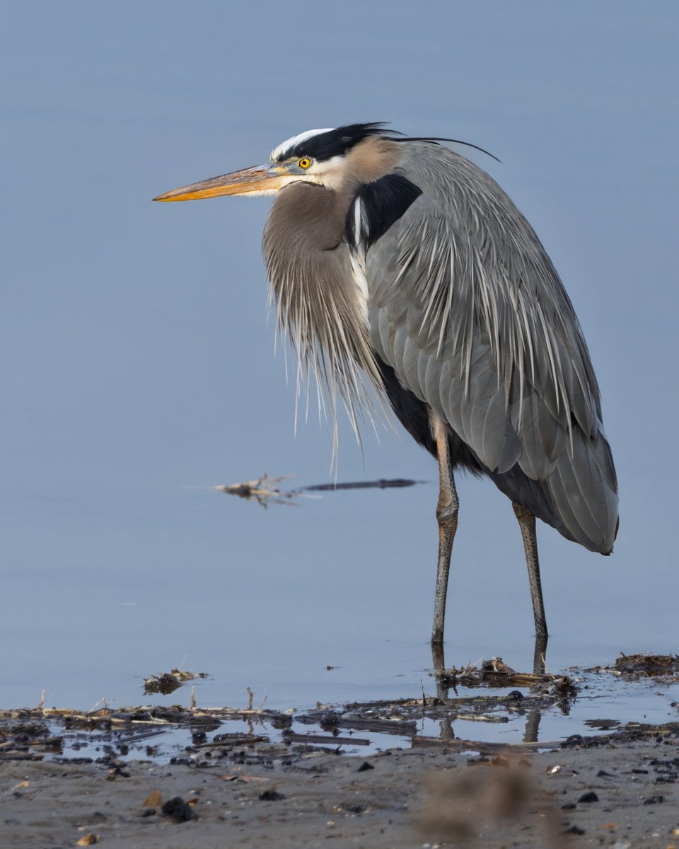Seriously. Birds are amazing.